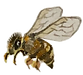 Watercolor honeybee