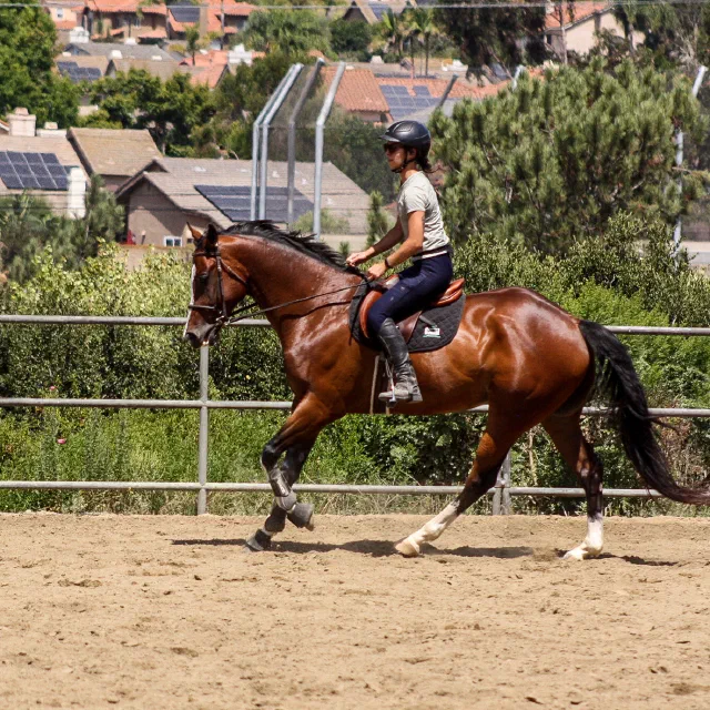 Saltwater Equestrian training photo