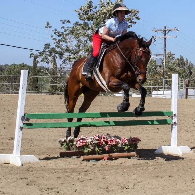 Saltwater Equestrian training photo