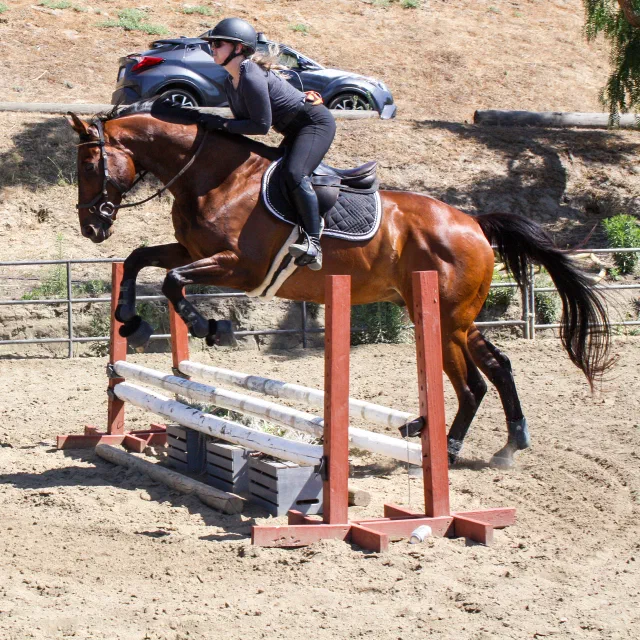 Saltwater Equestrian training photo