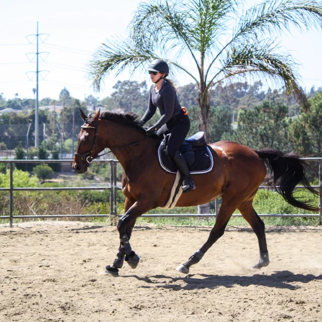 Saltwater Equestrian training photo