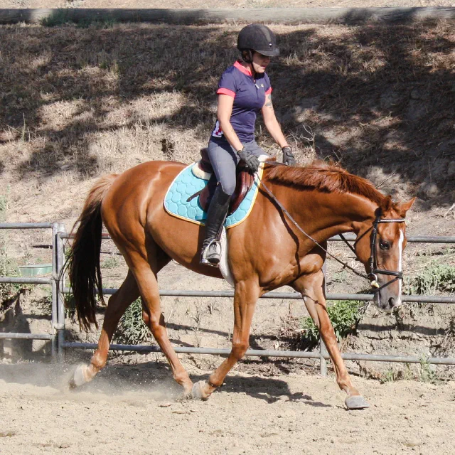 Saltwater Equestrian training photo