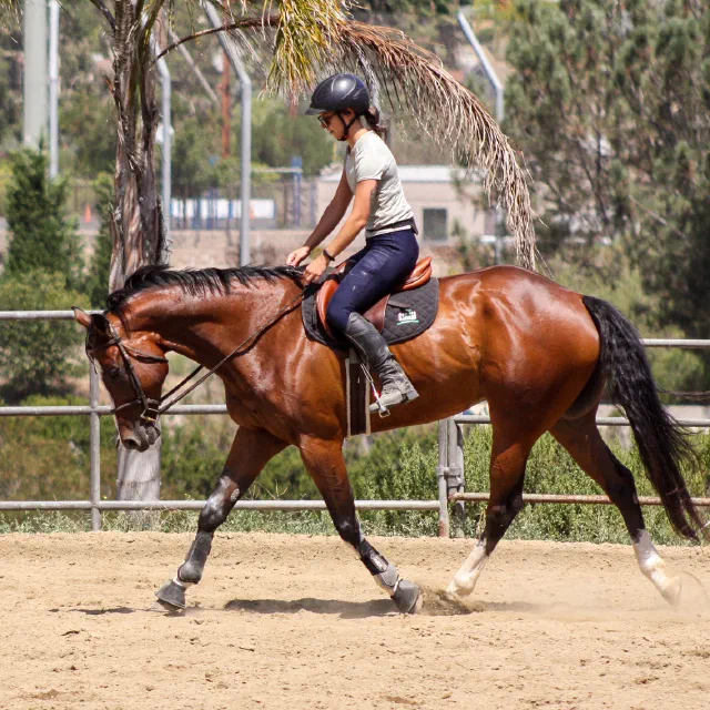 Saltwater Equestrian training photo