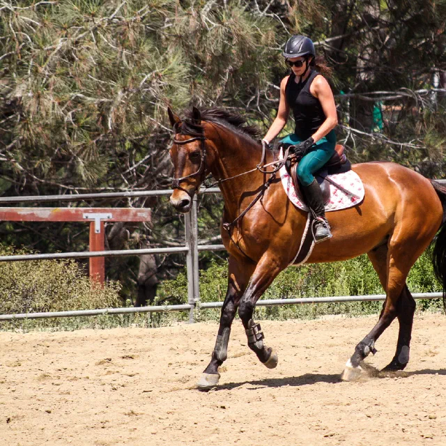 Saltwater Equestrian training photo