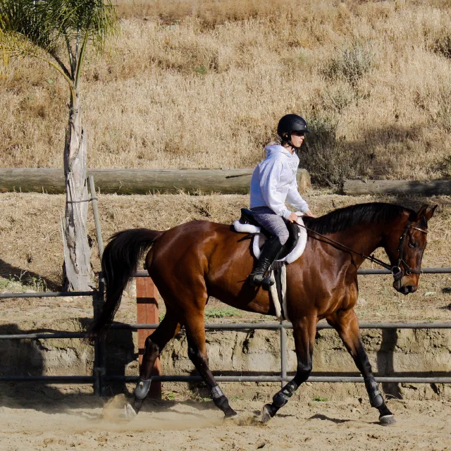 Saltwater Equestrian training photo