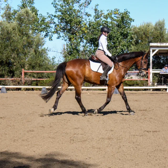 Saltwater Equestrian training photo