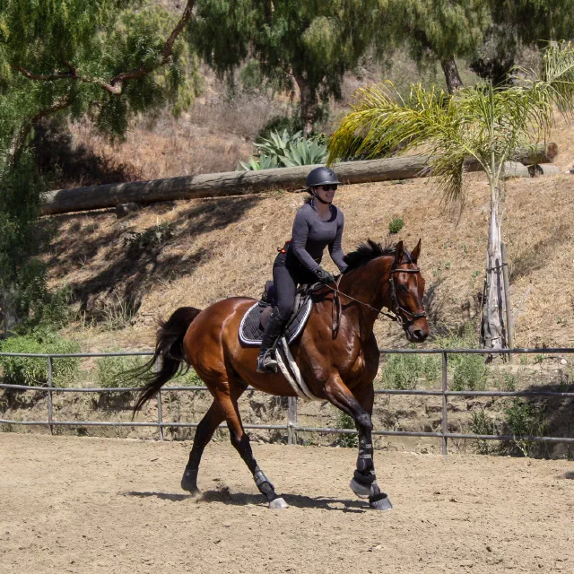 Saltwater Equestrian training photo