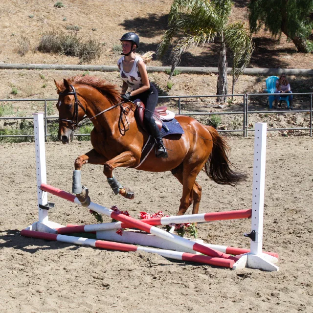 Saltwater Equestrian training photo