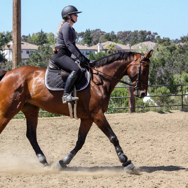 Saltwater Equestrian training photo