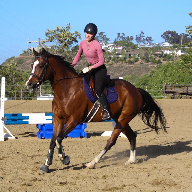 Saltwater Equestrian training photo