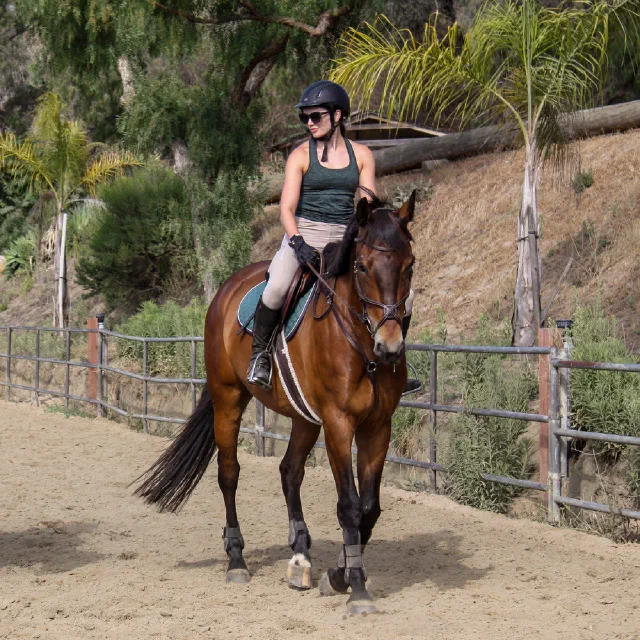 Saltwater Equestrian training photo