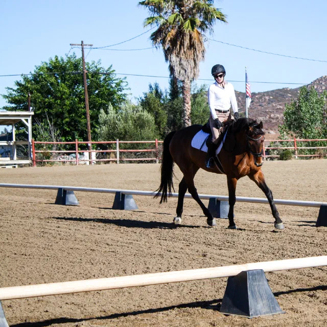 Saltwater Equestrian training photo