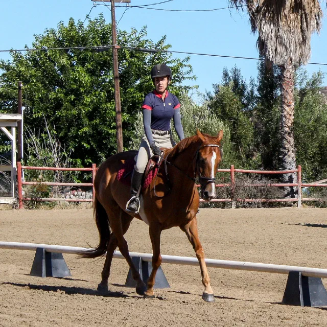 Saltwater Equestrian training photo
