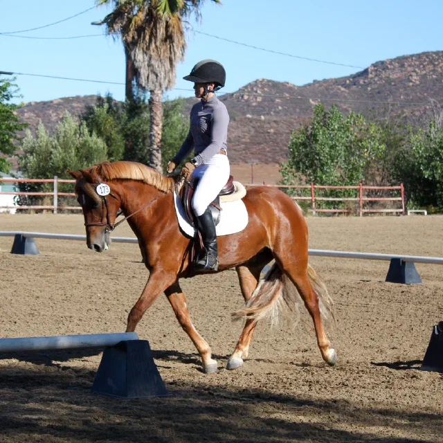 Saltwater Equestrian training photo
