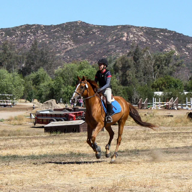 Saltwater Equestrian training photo