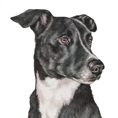 Custom watercolor pet portrait