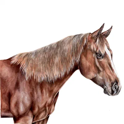 Custom watercolor pet portrait