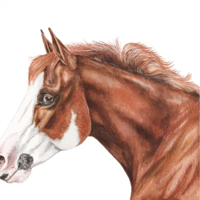 Custom watercolor pet portrait