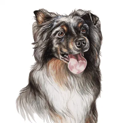 Custom watercolor pet portrait