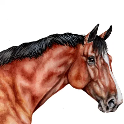 Custom watercolor pet portrait