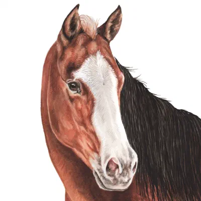 Custom watercolor pet portrait