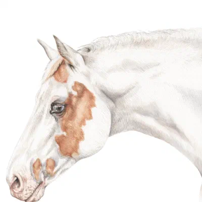 Custom watercolor pet portrait