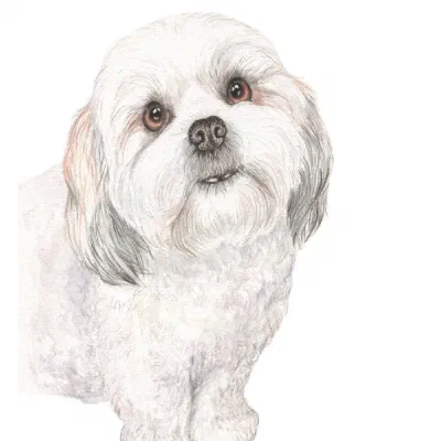 Custom watercolor pet portrait
