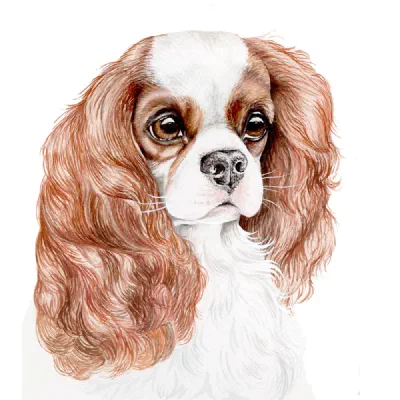 Custom watercolor pet portrait