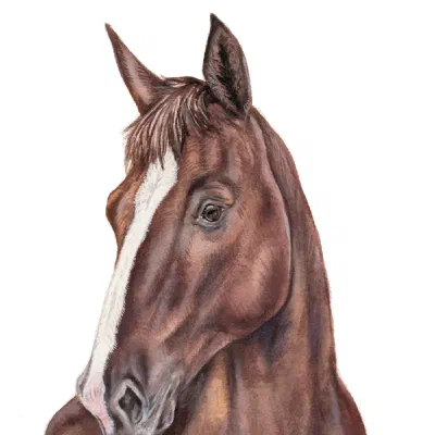 Custom watercolor pet portrait