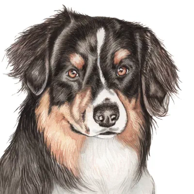 Custom watercolor pet portrait