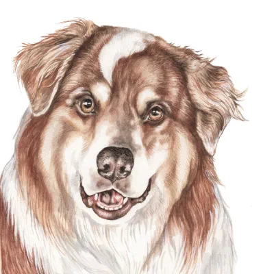 Custom watercolor pet portrait