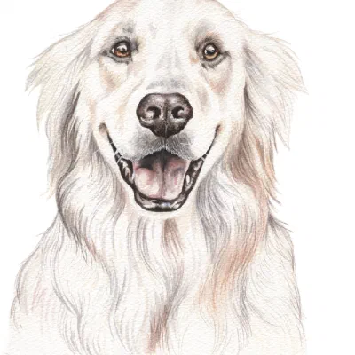 Custom watercolor pet portrait