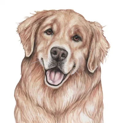 Custom watercolor pet portrait