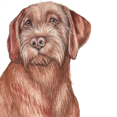 Custom watercolor pet portrait