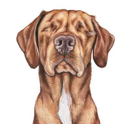 Custom watercolor pet portrait
