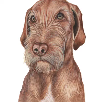 Custom watercolor pet portrait