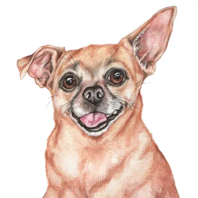 Custom watercolor pet portrait