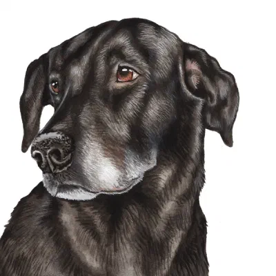 Custom watercolor pet portrait