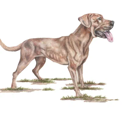Custom watercolor pet portrait