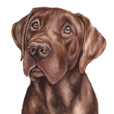 Custom watercolor pet portrait