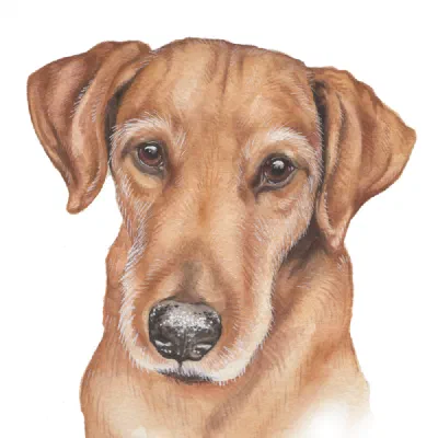 Custom watercolor pet portrait