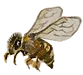 Watercolor honeybee