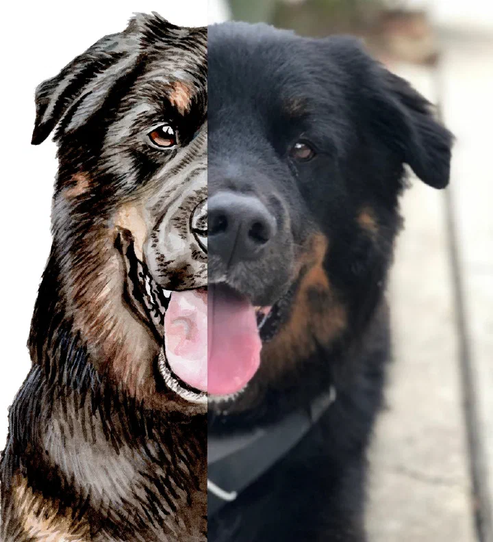 A dog reference photo beside the finished watercolor portrait